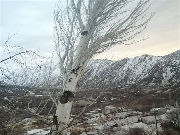 سقوط درخت،برق ۵ روستای سی سخت را قطع کرد