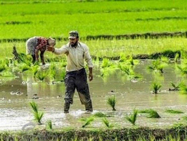 کشت برنج در کهگیلویه ممنوع شد