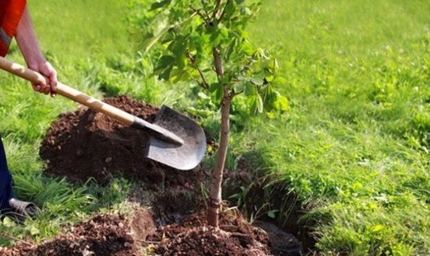 سپاه یک میلیارد درخت می کارد/ ۳۰۰۰ اصله بلوط جوان به جنگل‌های زاگرس باز می‌گردند