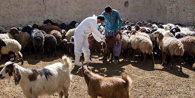 ۵۳۹ هزار راس دام سبک علیه بیماری تب مالت واکسینه می‌شوند