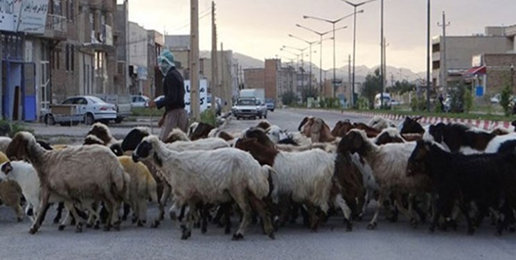 نگهداری غیرمجاز دام‌ها در باشت و بوستان؛ خطر بیماری‌‌های مشترک را جدی بگیرید