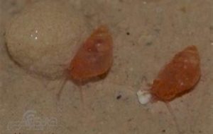 کشف و ثبت جهانی یک گونه جدید جانوری در کهگیلویه و بویراحمد کشف و ثبت جهانی یک گونه جدید جانوری در کهگیلویه و بویراحمد