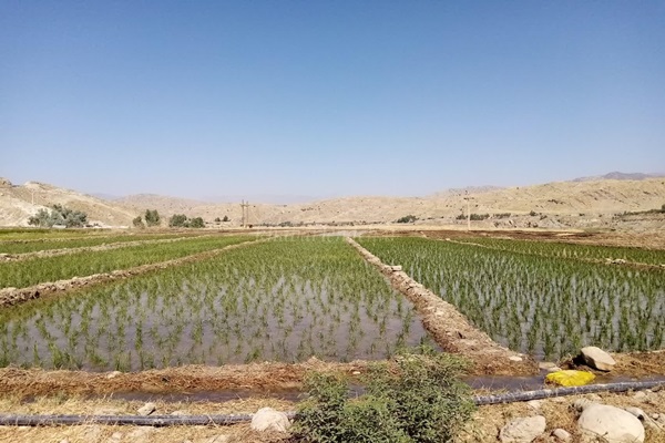 آغاز کاشت برنج در شهرستان لنده