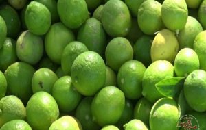 آغاز برداشت لیموترش از باغ های شهرستان کهگیلویه