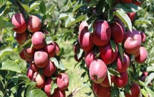 زخم نبود صنایع تبدیلی بر پیکر تولید کنندگان سیب سی‌سخت+تصاویر