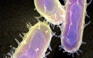 طاعون؛ بیخ گوش کهگیلویه و بویراحمد