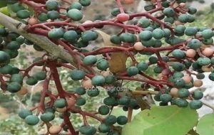 آغاز برداشت پسته وحشی(کلَخُنگ) در بهمئی+تصاویر و فیلم