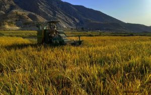 برداشت برنج در شالیزارهای گچساران