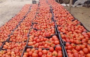 گوجه در بهمئی ۱۰ هزار تومان به فروش می‌رسد