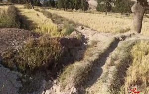 آب شالیزارهای روستای “ده‌شیخ” دنا هنوز ساماندهی نشده است