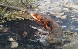 آتش‌سوزی در منطقه مرزون شهرستان لنده همچنان ادامه دارد