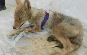 نجات شغال گرفتارشده در چاه ۵متری فاضلاب در لنده+فیلم