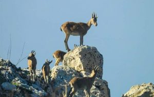 جانی دوباره در کالبد خاییز