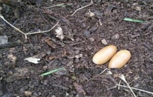 هزینه جشن تولد کوهنورد بهمئی صرف کاشت نهال سرو و بلوط شد+تصاویر