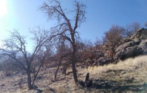 ماجرای انتصاب حامی فتنه در یک فرمانداری