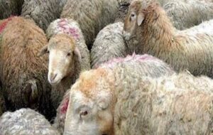 ناله‌های دامدار کهگلیویه و بویراحمدی که دارایی‌اش نابود شد!+فیلم