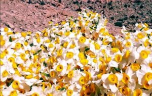 برداشت گل نرگس در گچساران