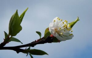 دلنوازی شکوفه‌های “آلو” در بام نفت ایران