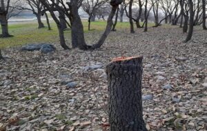 تیغ تبر بر پیکر بلوط کوه‌های سروک یاسوج+تصاویر