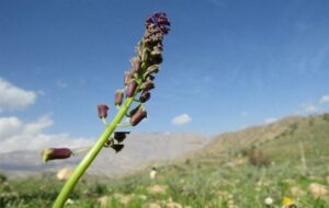 طبیعت زیبای روستای “بادامستان” کهگیلویه از دریچه دوربین
