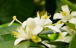 معجزه طبیعت برای پیشگیری از سرطان/پیچ و تاب عطر بهارنارنج در گچساران+تصاویر