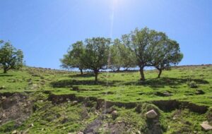 “گگه احمدروستایی” به پهنه تاریخ در لنده+تصاویر