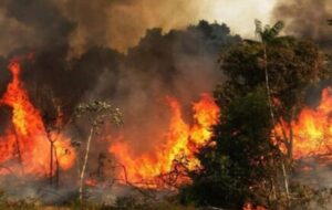 آغاز ماجراهای آتشسوزی جنگلهای گچساران آغاز ماجراهای آتشسوزی جنگلهای گچساران