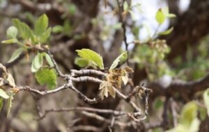 استرس، درختان بلوط لنده را خشک کرد