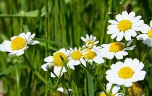 بابونه؛ گیاهی که بر هر دردی درمان است+تصاویر