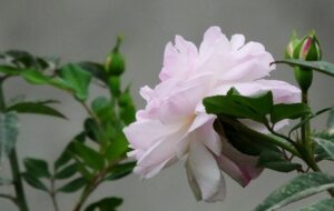 رزهای عاشقانه در گچساران رزهای عاشقانه در گچساران