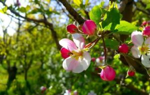 شکوه و زیبایی گل ها در بهار پایتخت طبیعت ایران