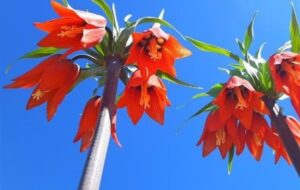 لاله های واژگون شهرستان بویراحمد در قاب دوربین