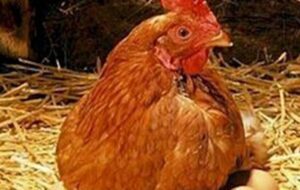 مرغ و گوشت به عید نرسید فکری به حال رمضان کنید/ بلوارهای بی‌روح و شهردار رفتنی+تصاویر