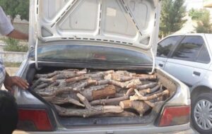 مرگ تلخ جنگل‌های بلوط در روستای احمدغریب شهرستان دنا+تصاویر