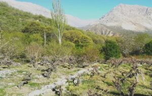 کاشت۵۵هکتارگیاهان دارویی در شهرستان لنده+تصاویر