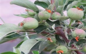 باران زیبای بهاری جان تازه‌ای به پایتخت طبیعت داد