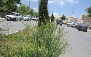 بلوارهای بی‌روح و گیاهان خودرو در خیابان‌های شهر یاسوج+ تصاویر