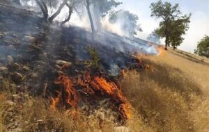 بلوط های زاگرس در محاصره آتش+فیلم