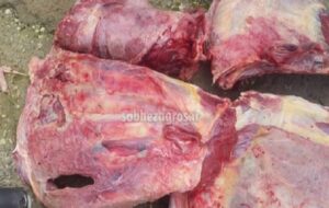 معدوم‌سازی ۱/۵تن فرآورده‌های خام دامی غیربهداشتی در لنده+تصاویر