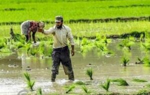 کشت برنج در کهگیلویه ممنوع شد