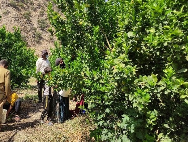 برداشت ۵ هزار تن طلای ترش در کهگیلویه+تصاویر