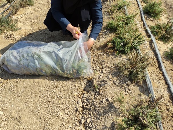 متقاضیان کشت گیاهان دارویی در کهگیلویه وام کم‌بهره دریافت می‌کنند+تصاویر