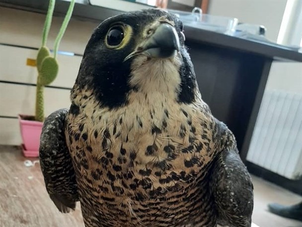 پلیس، ناجی پرنده میلیاردی در یاسوج شد+تصاویر پلیس، ناجی پرنده میلیاردی در یاسوج شد+تصاویر