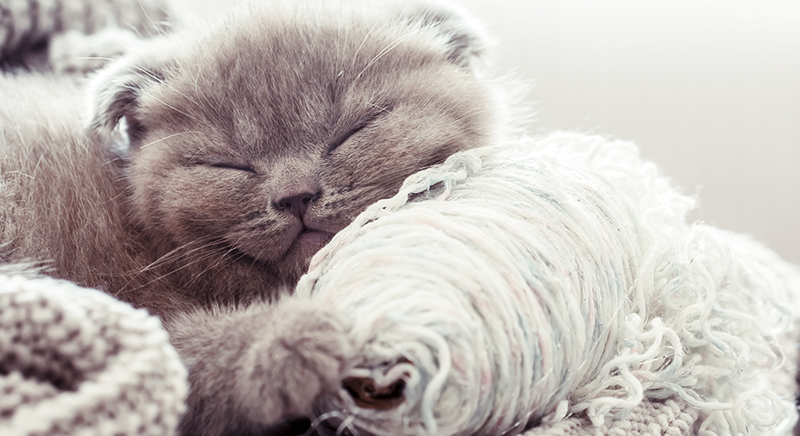 چگونه با گربه ها دوست شویم؟ چگونه با گربه ها دوست شویم؟