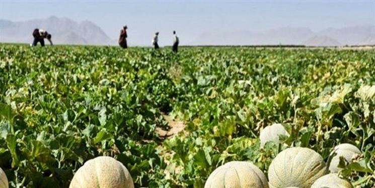 برداشت بیش از ۱۸۹ هزار تن سبزی و صیفی در مزارع کهگیلویه وبویراحمد برداشت بیش از ۱۸۹ هزار تن سبزی و صیفی در مزارع کهگیلویه وبویراحمد