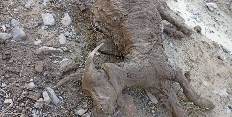 خسارات و خرابی‌های گسترده ناشی از بارش شدید در دیشموک/قطع راه‌های چند روستا