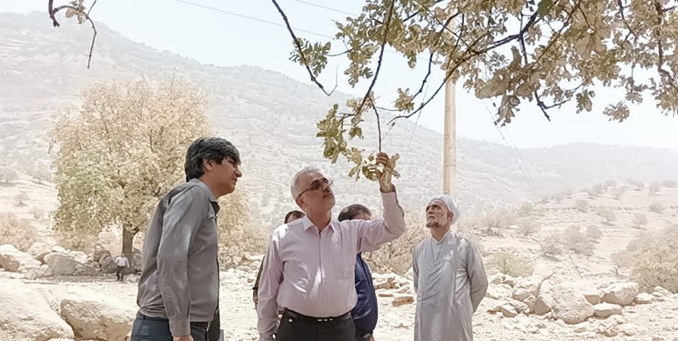 ۹ راهکار بسیج دانشجویی برای حفظ بلوط‌های زاگرس/انتقاد از عملکرد مسئولان استانی و کشوری