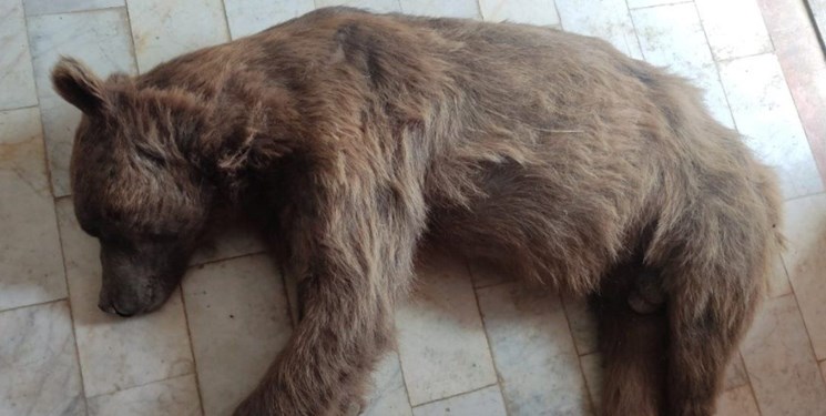 تصاویری از جسد خرس هدف قرار گرفته در تنگ گنجهای تصاویری از جسد خرس هدف قرار گرفته در تنگ گنجهای