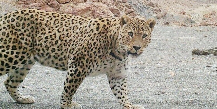 تلاشها برای زنده گیری پلنگ/ توصیه محیط زیست کهگیلویه و بویراحمد به مردم و گردشگران تلاشها برای زنده گیری پلنگ/ توصیه محیط زیست کهگیلویه و بویراحمد به مردم و گردشگران