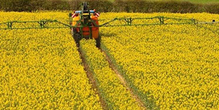 ابلاغ طرح الگوی کشت در کهگیلویه و بویراحمد/ برنامه جهاد کشاورزی برای افزایش کشت کلزا